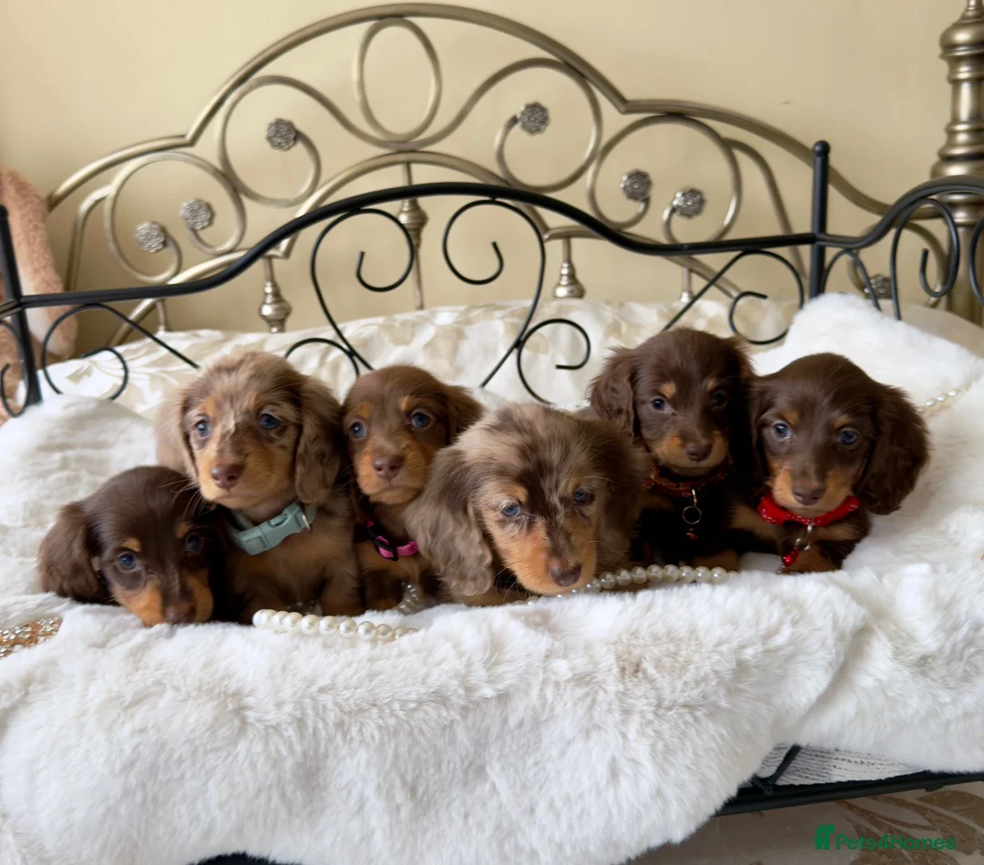 Miniature Dachshund dogs for stud: STUNNING MINIATURE DACHSHUND AVAILABLE AT STUD  - Advert 2