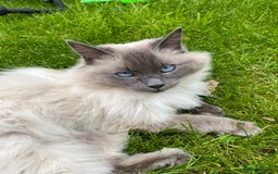 Ragdoll cats for sale: Female ragdoll 6 years old  - Image 5