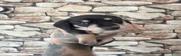 Miniature Dachshund dogs for sale: KC Registered Mini Dachshund Puppies – Available - Advert 13