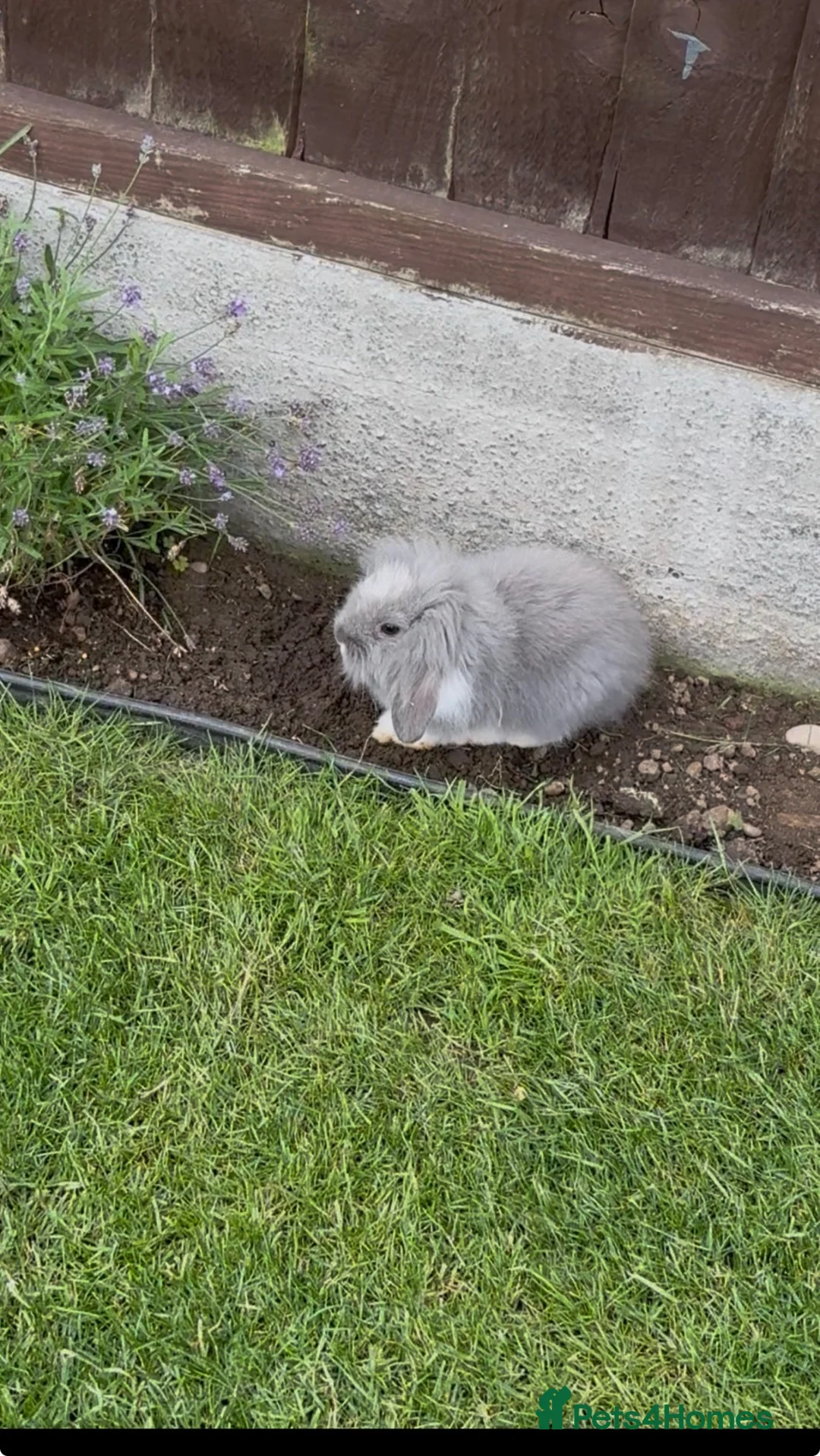 Lionhead rabbits for sale: 2left READY for new homes Mini lion head rabbits  - Advert 2