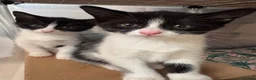 Mixed Breed cats for sale: 😻ONLY ONE BEAUTIFUL GIRL KITTEN LEFT!😻 - Advert 10