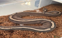 Python Snake reptiles for sale:  Various Ball Pythons special offer this weekend in Bromsgrove - Image 14