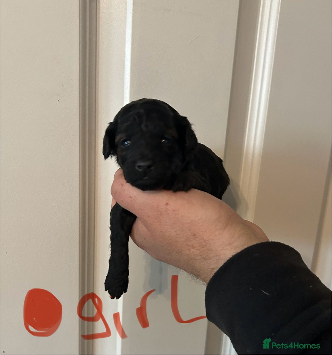 Toy Poodle dogs for sale: Beautiful KC registered Toy Poodles  - Image 7