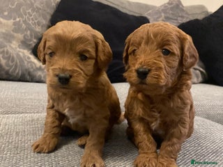 Cavapoo dogs F1b cavapoo puppies - Advert 9