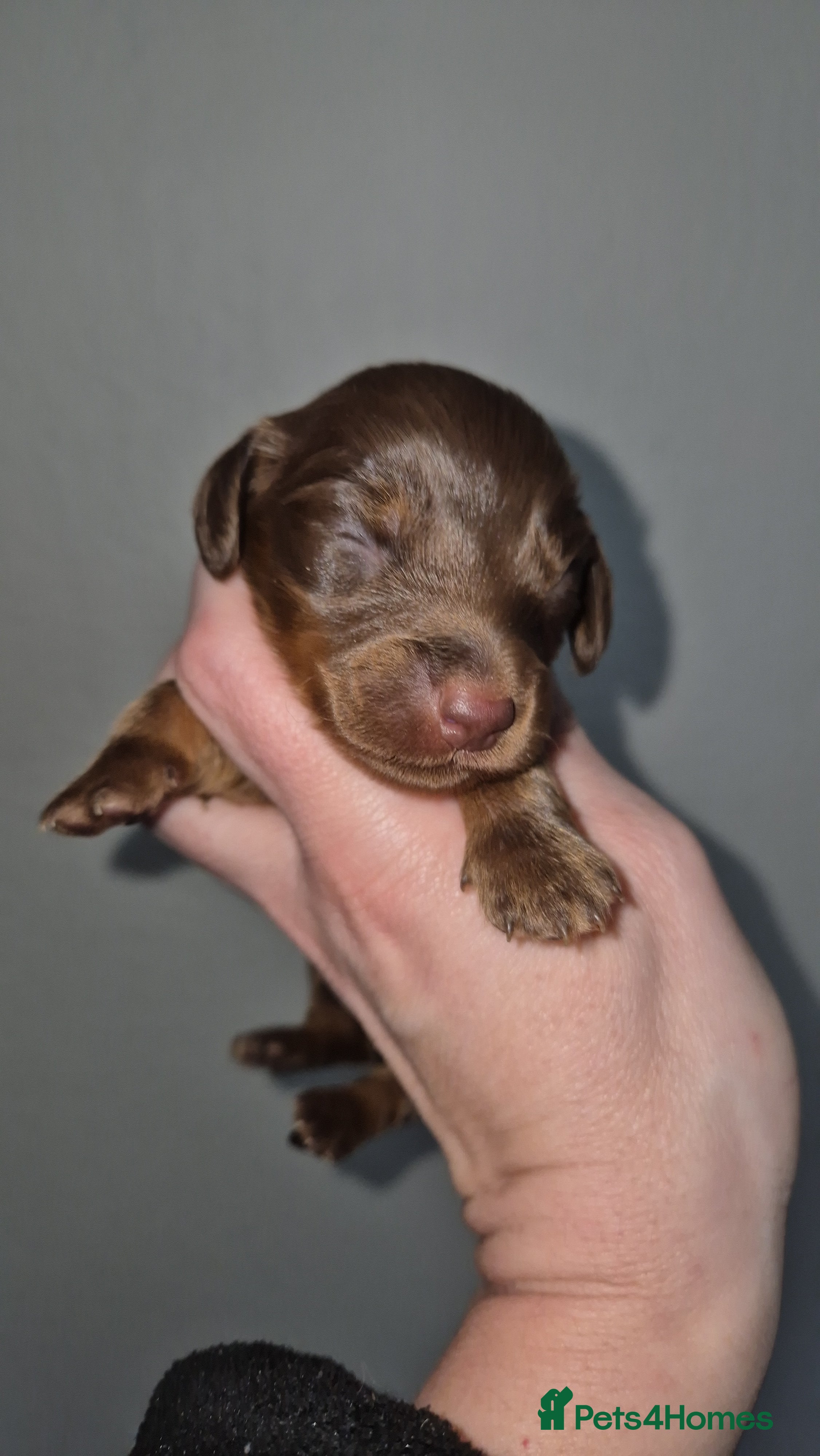 Dachshund dogs Kc registered miniature long coat dachshund  - Advert 1