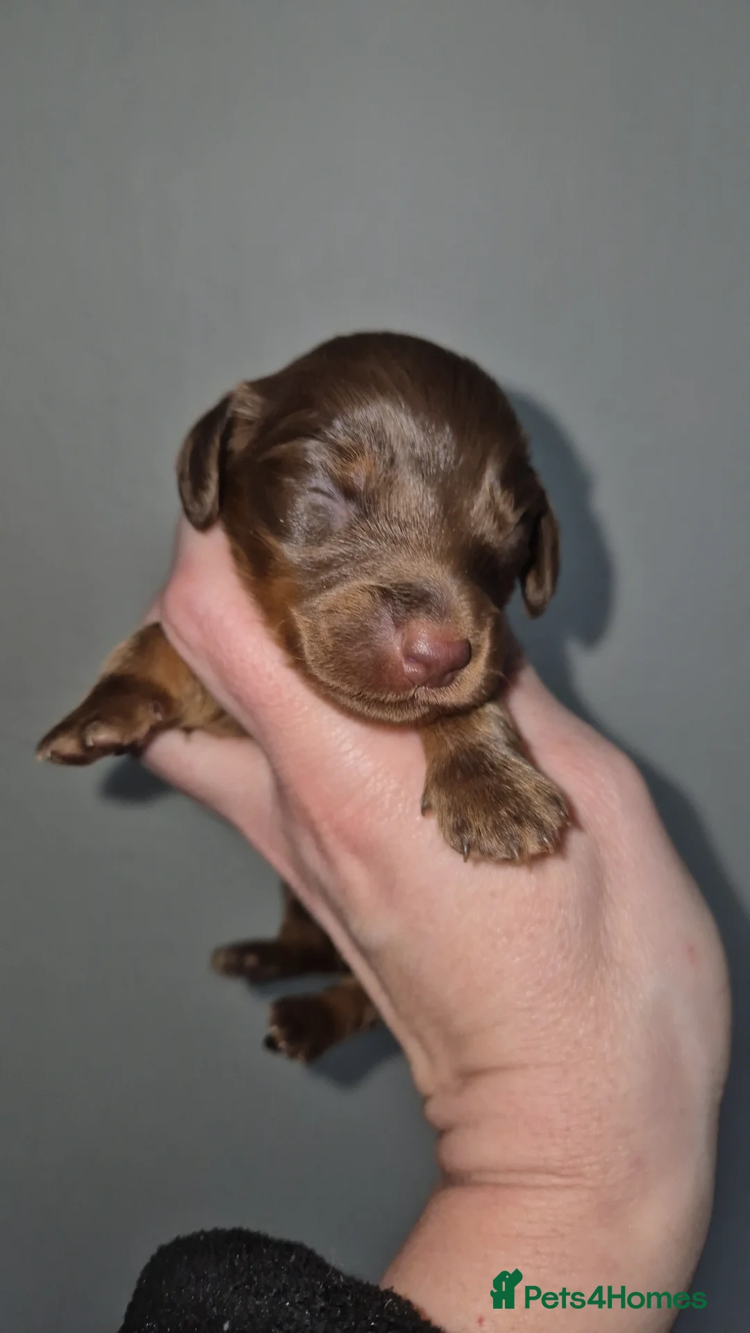 Dachshund dogs for sale: Kc registered miniature long coat dachshund  - Advert 1