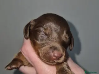 Dachshund dogs Kc registered miniature long coat dachshund - Advert 1