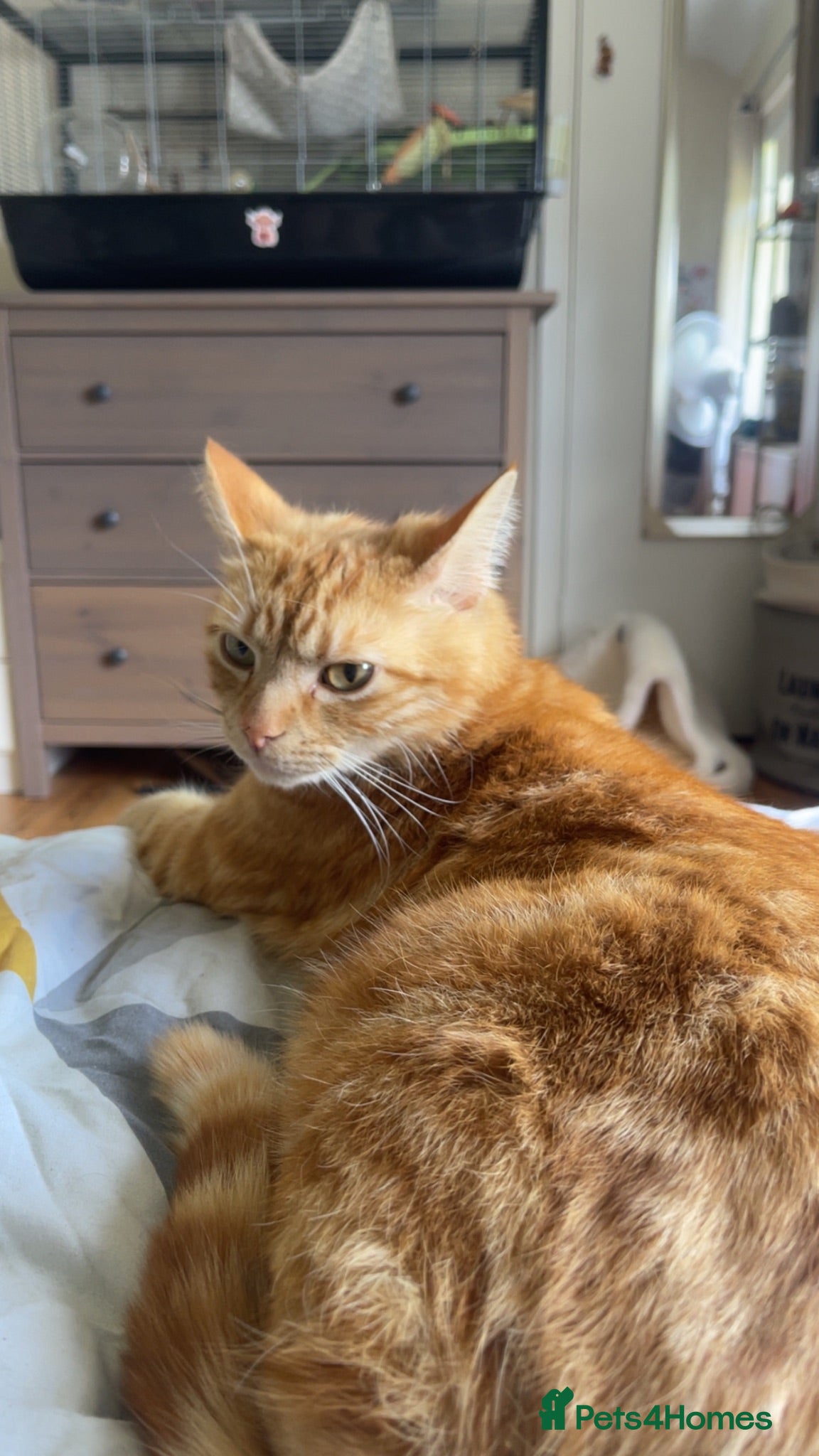British Shorthair cats Tigger needs a new loving home  - Advert 1