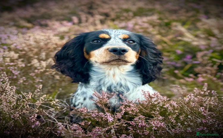 Cocker Spaniel dogs - Advert 1
