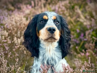 Cocker Spaniel dogs Perfect KC Reg Working Cocker 12 months - Advert 7