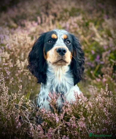 Cocker Spaniel dogs - Advert 1