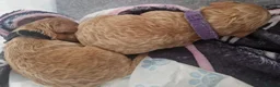 Cockapoo dogs for sale: 5 beautiful F1b puppies - Advert 24