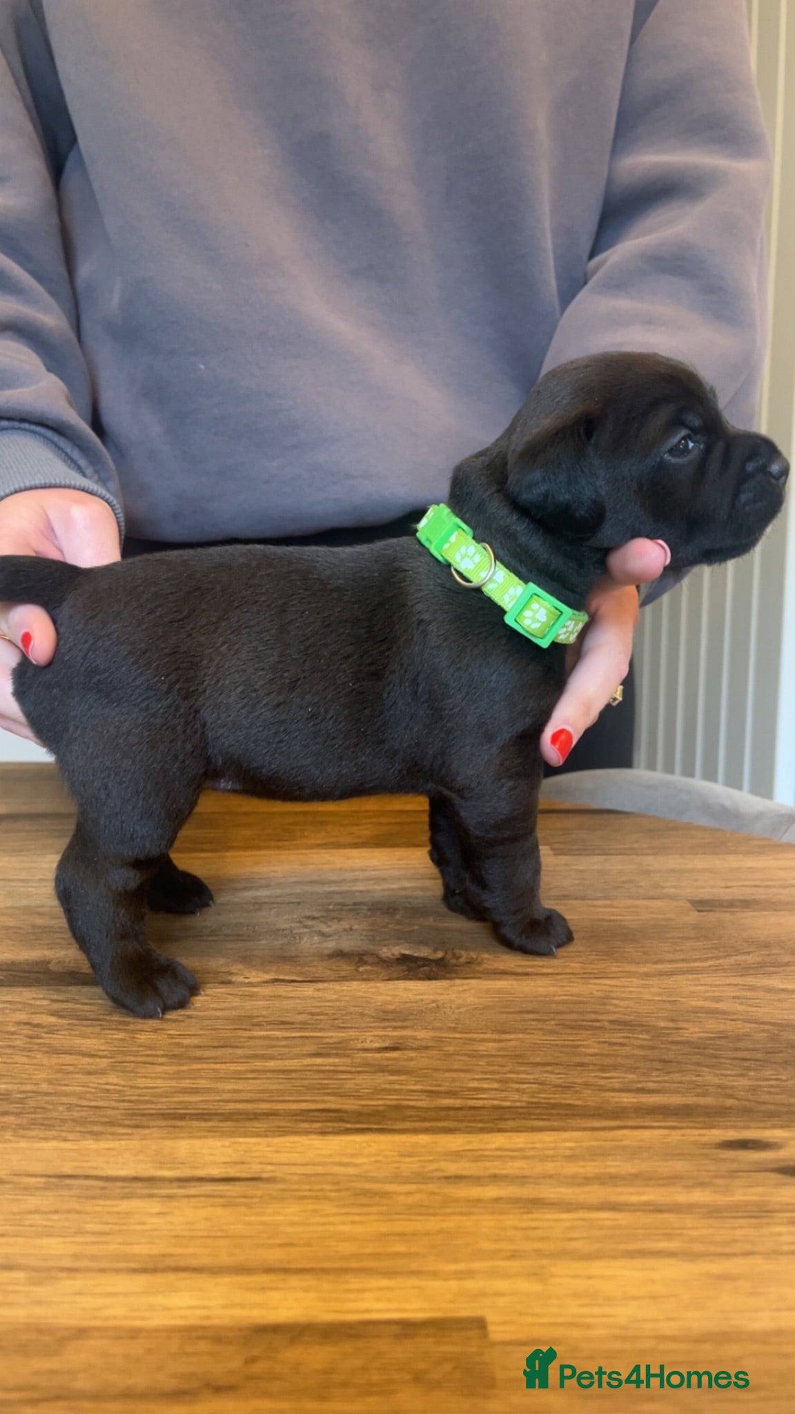Mixed Breed dogs First cross Patterdale X Lakeland puppies - Advert 2