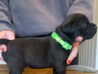 Mixed Breed dogs First cross Patterdale X Lakeland puppies - Advert 2