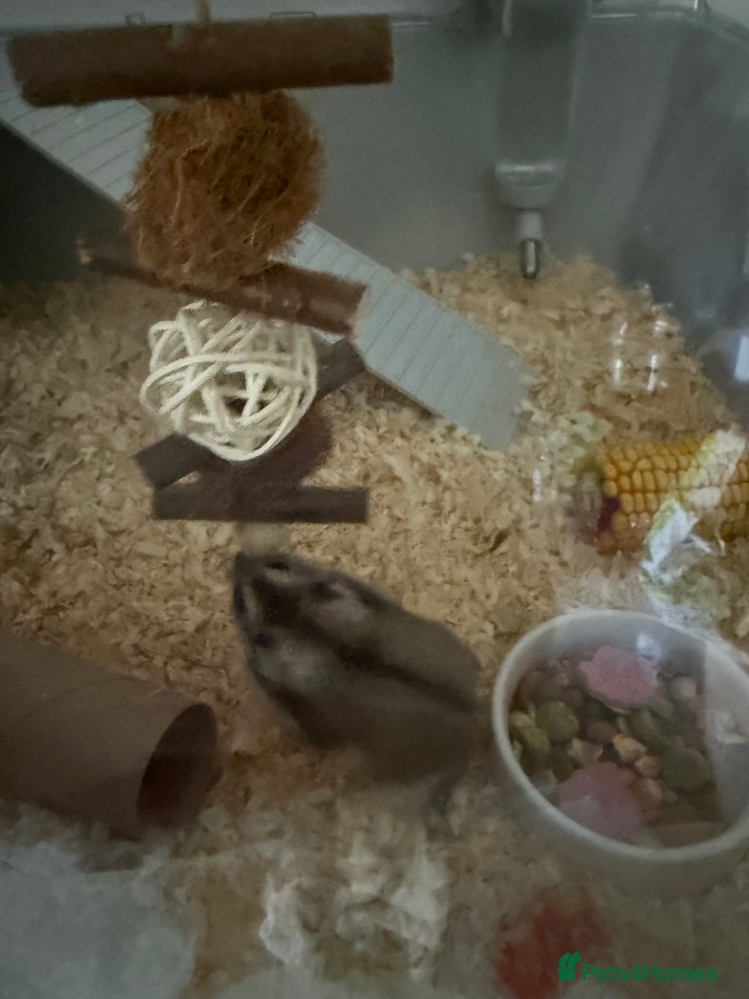 Hamster rodents for sale: offers. full setup etc 3 russian dwarf hamsters  - Image 3