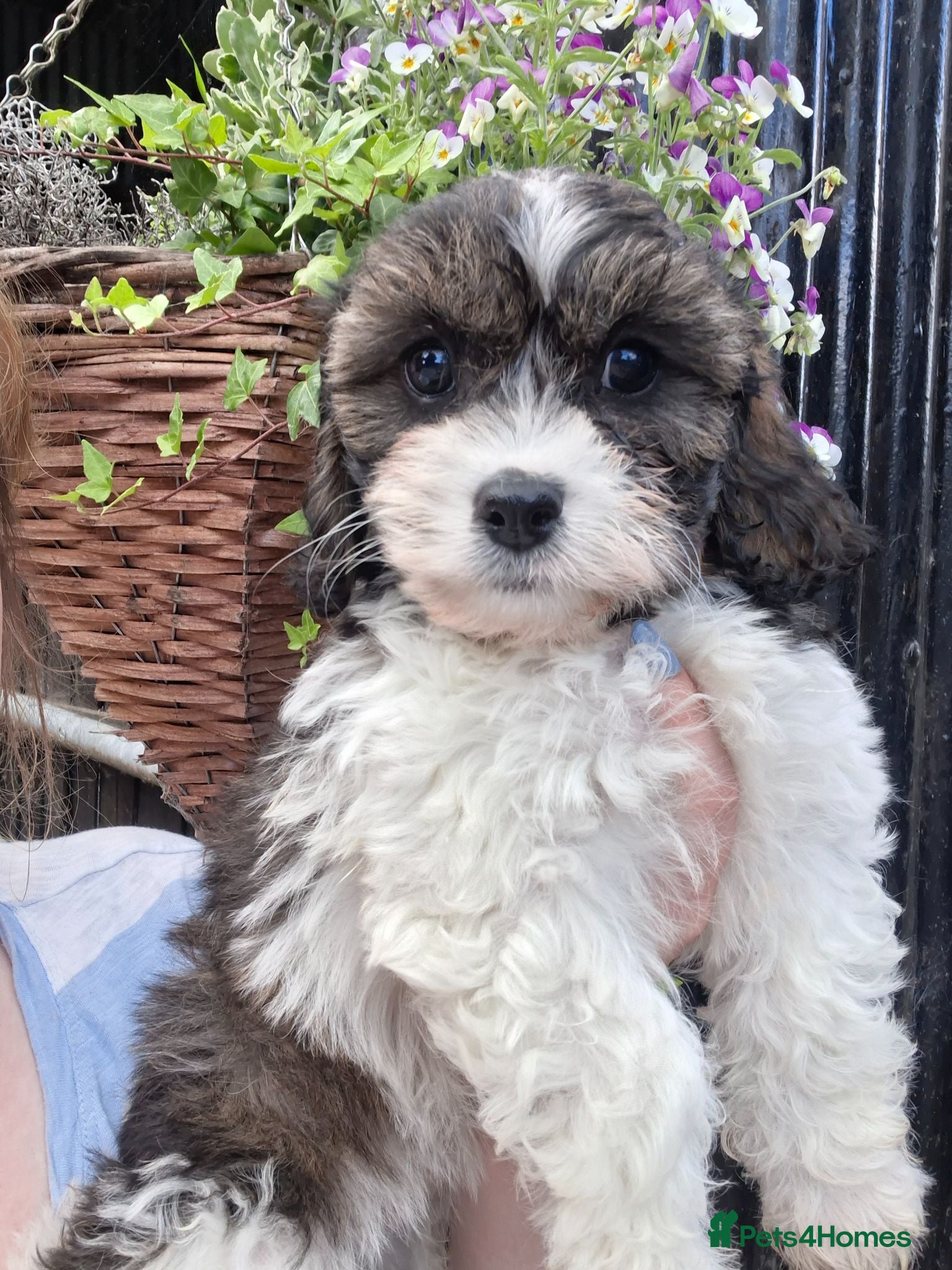 Cavachon dogs Beautiful f1 cavachons - 2 sweet pups left - Advert 6