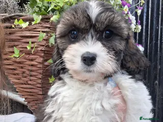 Cavachon dogs Beautiful f1 cavachons - 2 sweet pups left - Advert 8