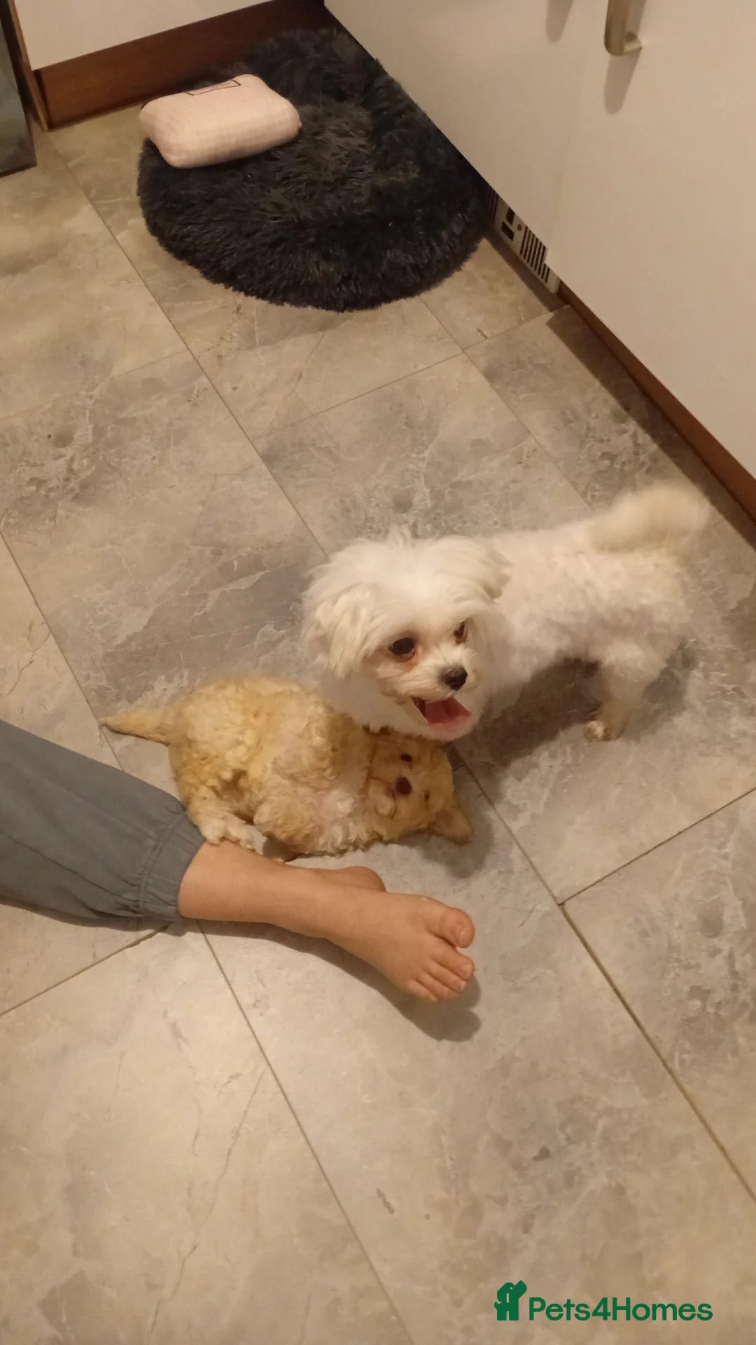 Maltipoo dogs for sale: Maltipoo boys available  - Advert 7