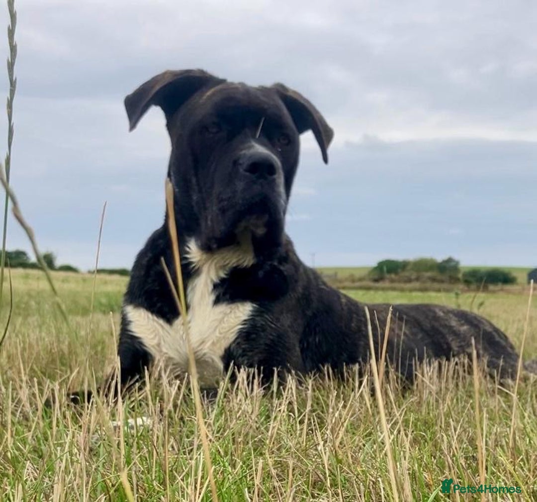 Mixed Breed dogs for sale: Beautiful Italian Mastiff/Italian shepherd  - Image 4