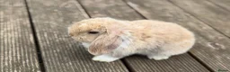 Mini Lop rabbits for sale: Three cute mini lops. - Advert 10