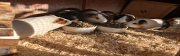 Guinea Pig rodents for sale: Male guinea pigs looking for new homes  in Ashford - Advert 5