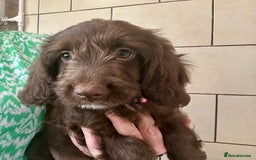 Sproodle dogs for sale: Sproodle puppies, exp breeder, Lancashire  - Image 19
