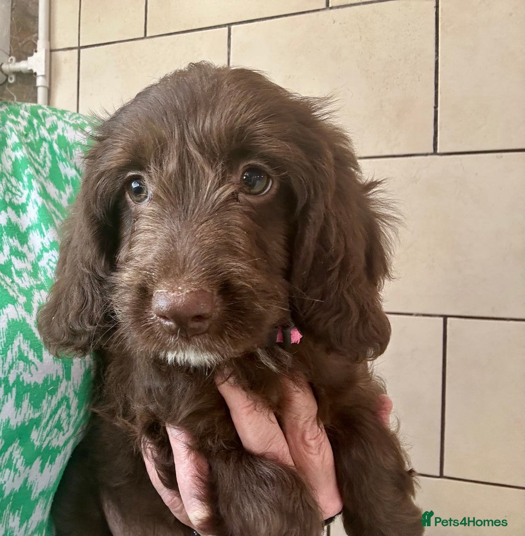 Sproodle dogs for sale: Sproodle puppies, exp breeder, Lancashire  - Image 19