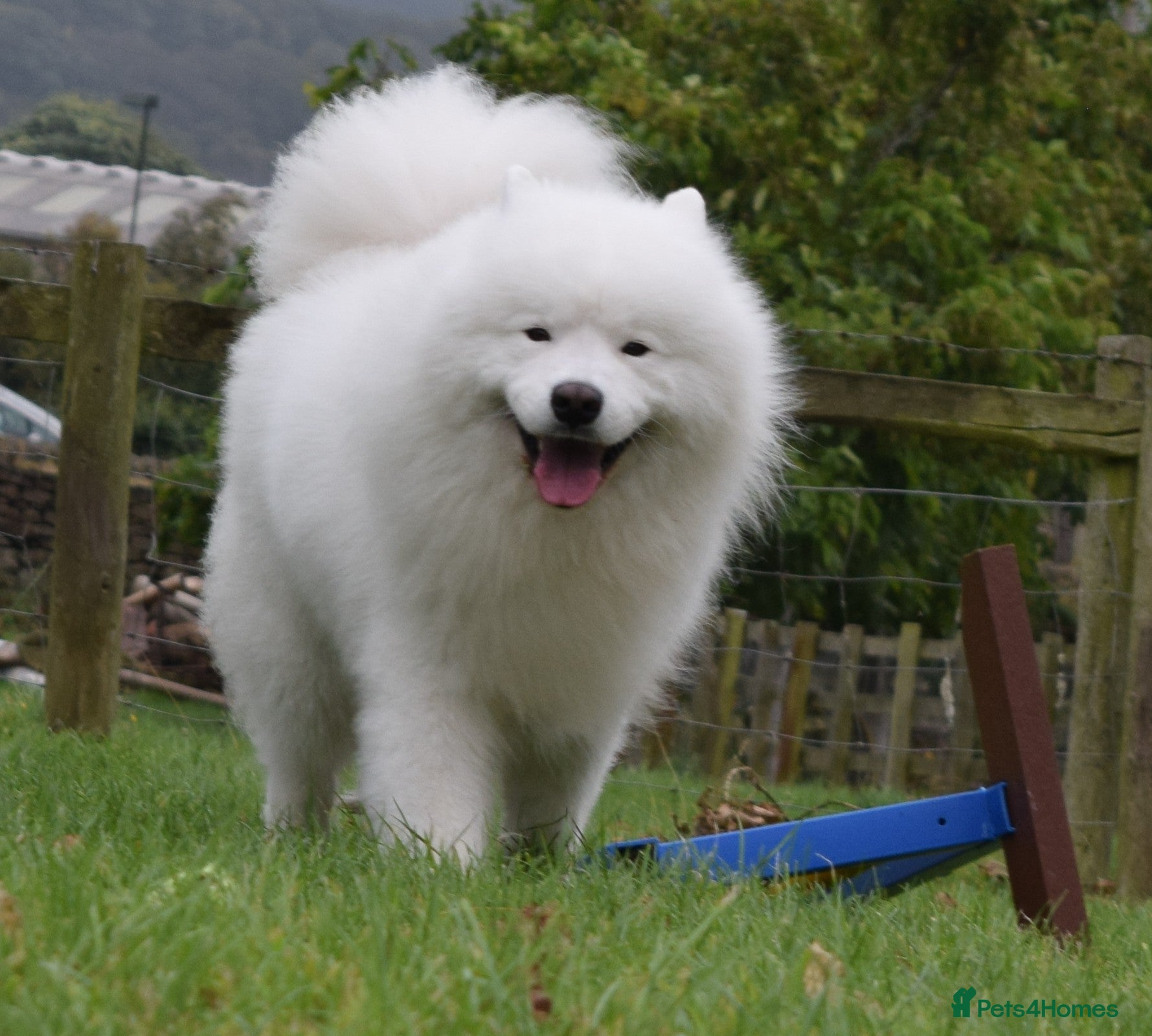 Samoyed dogs FULLY HEALTH TESTED KC Samoyed For Stud Champ Line - Advert 1
