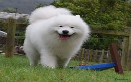 Samoyed dogs for stud: The Cutest Samoyed For Stud Kc Health Tested Champ - Image 2