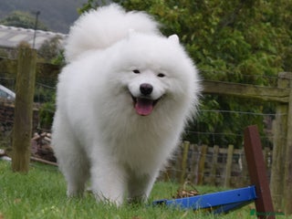 Samoyed dogs FULLY HEALTH TESTED KC Samoyed For Stud Champ Line - Advert 1