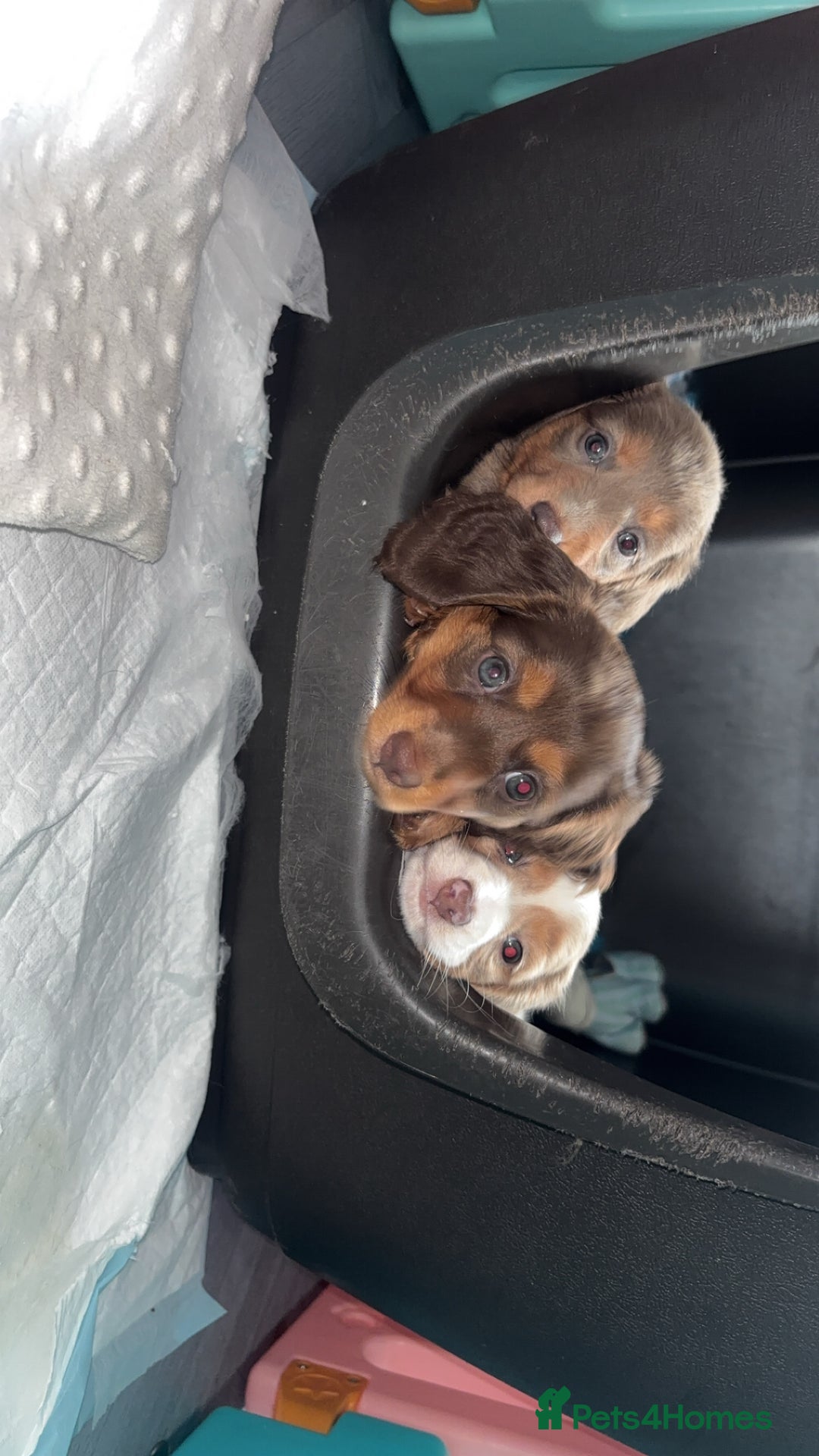 Dachshund dogs for sale: REDUCED ready for her new home  in Cardiff - Image 5