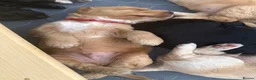 Cockapoo dogs for sale: FB1 Cockapoos for sale  - Advert 8