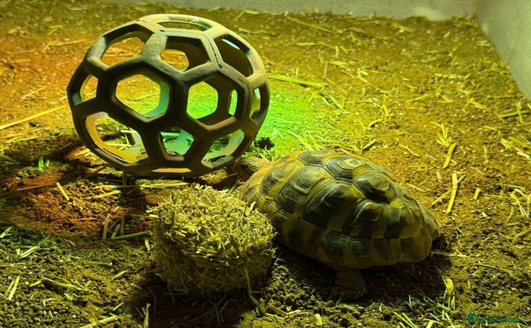 Tortoise reptiles - Advert 15
