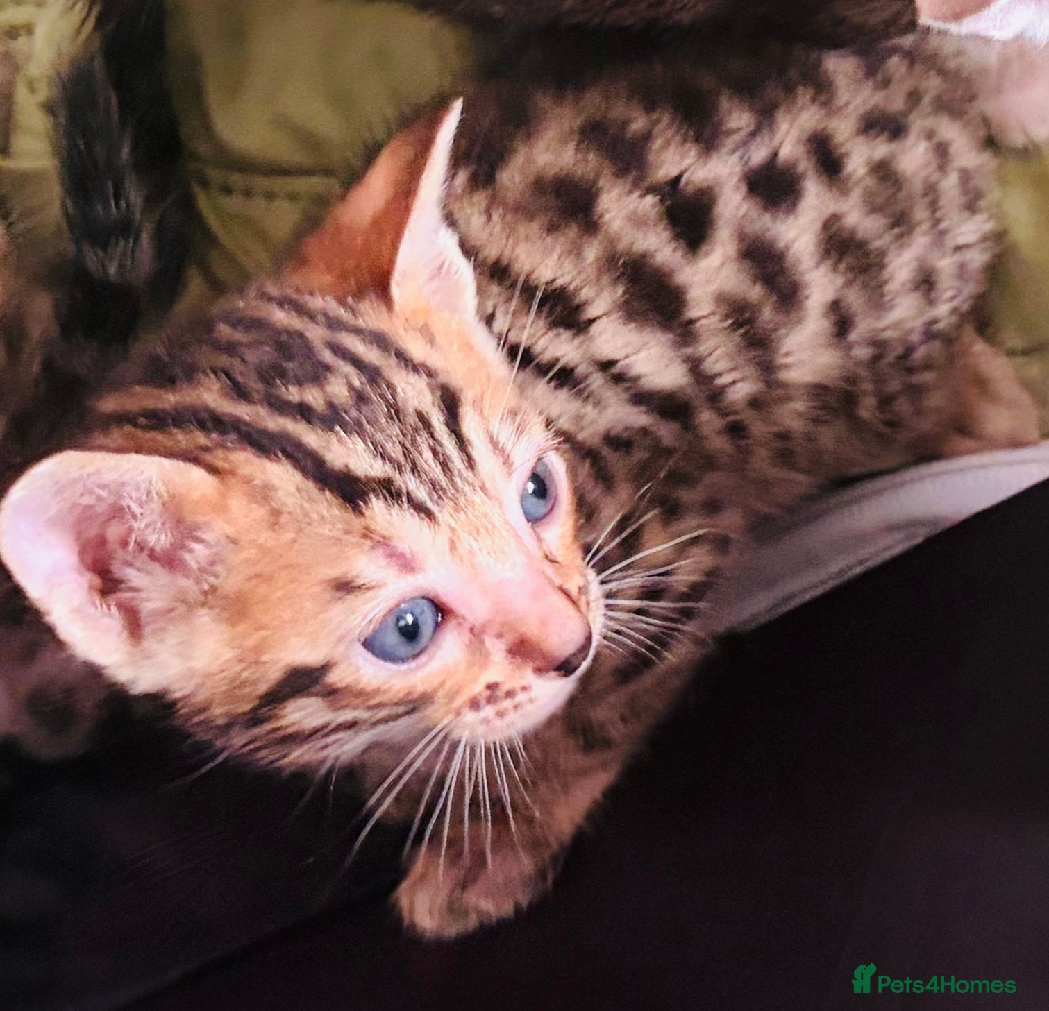 Bengal cats Bengal Kittens-Beautiful Rosettes – Family Raised - Advert 14