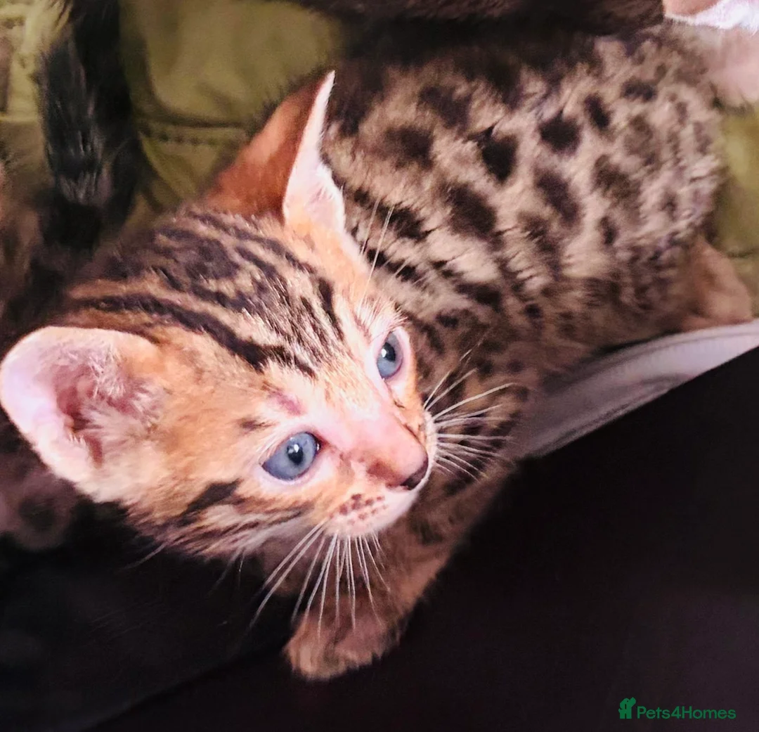 Bengal cats for sale: Bengal Kittens-Beautiful Rosettes – Family Raised - Advert 1