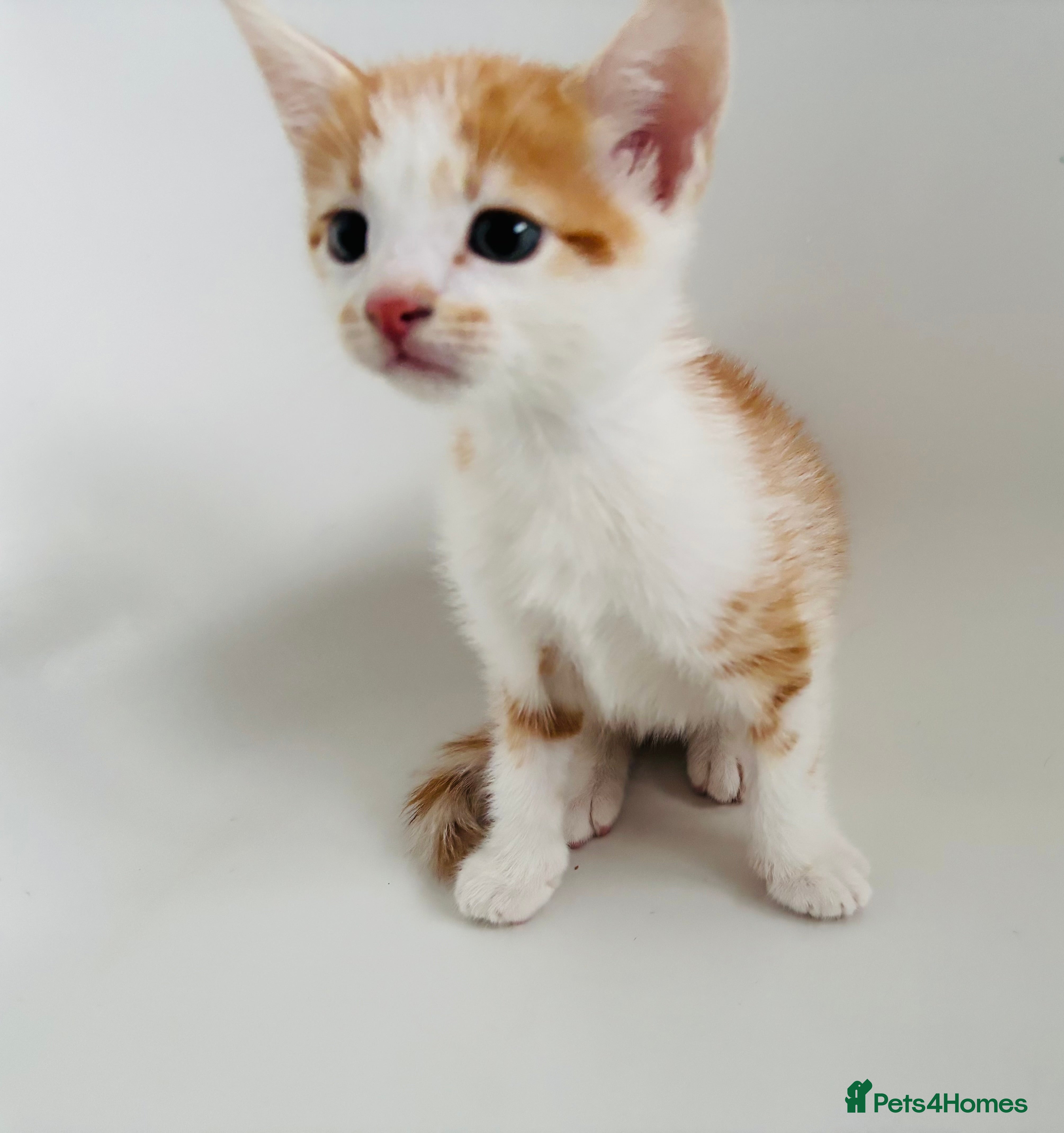 Mixed Breed cats Stunning ginger kittens  - Advert 15