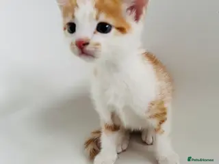 Mixed Breed cats Stunning ginger kittens - Advert 6