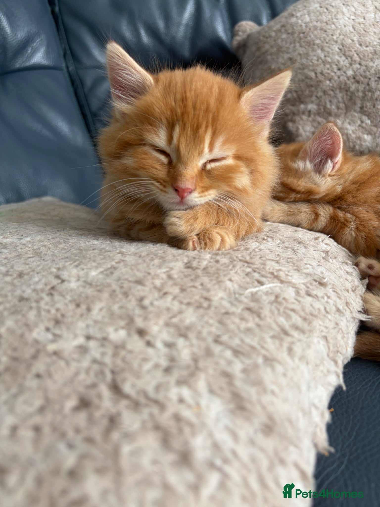 Mixed Breed cats for sale: 4 beautiful male ginger kittens  in Bristol - Advert 3