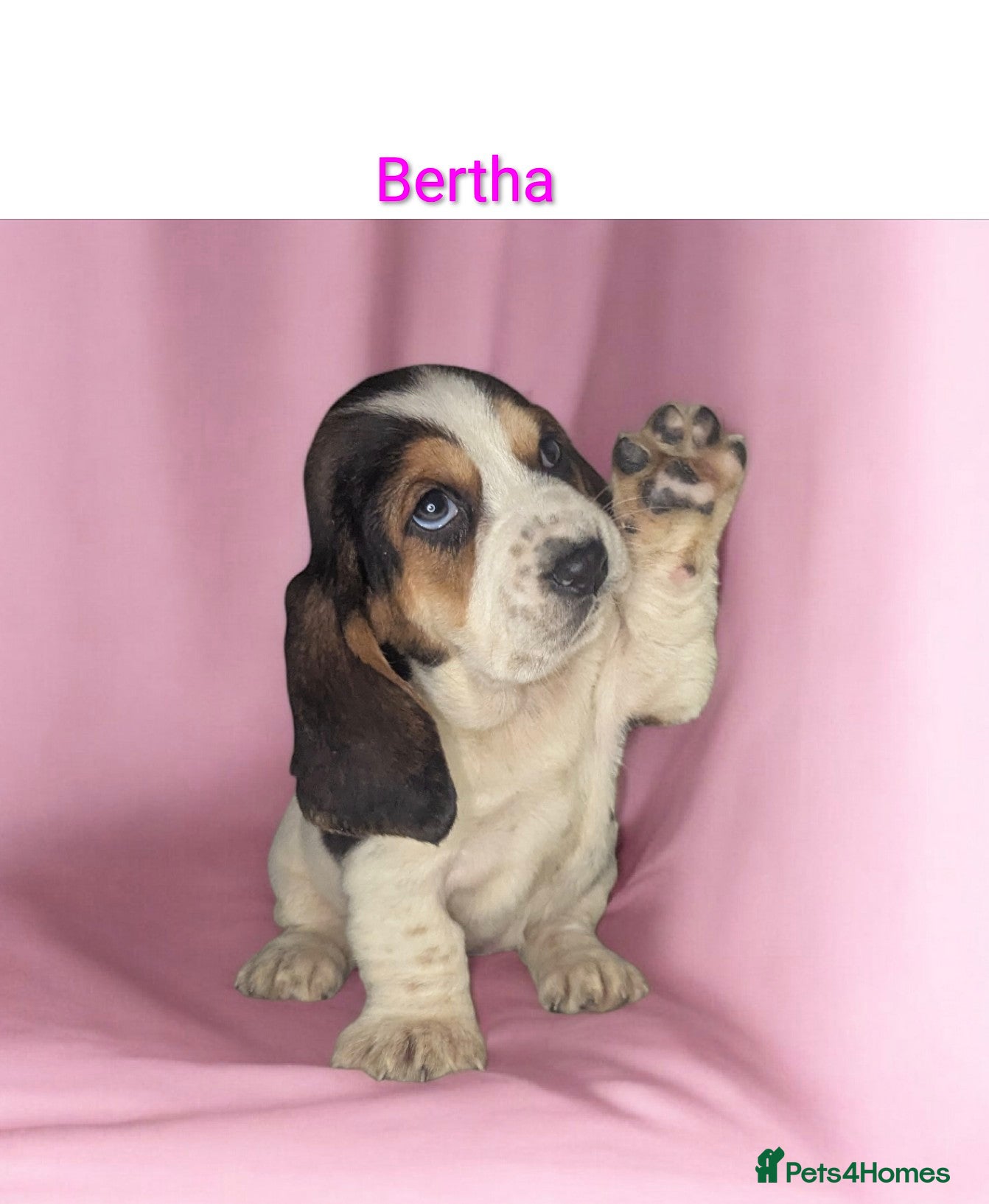 Basset Hound dogs KC REGISTERED BASSET HOUNDS  - Advert 13