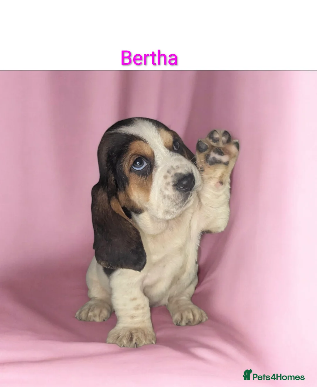 Basset Hound dogs for sale: KC REGISTERED BASSET HOUNDS  - Advert 1