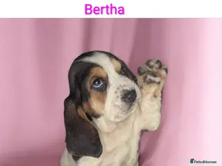 Basset Hound dogs KC REGISTERED BASSET HOUNDS - Advert 13