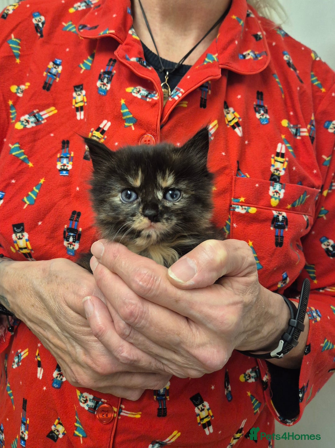 Mixed Breed cats for sale: 😺 VERY FRIENDLY KITTENS 😺 - Advert 31