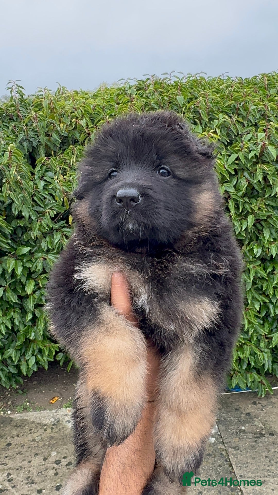 German Shepherd dogs for sale: Stunning German Shepherd Long hair puppies 🥰🔥 - Image 10