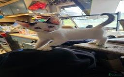 Domestic Shorthair cats for sale: 2 Black and White male kittens  - Image 21