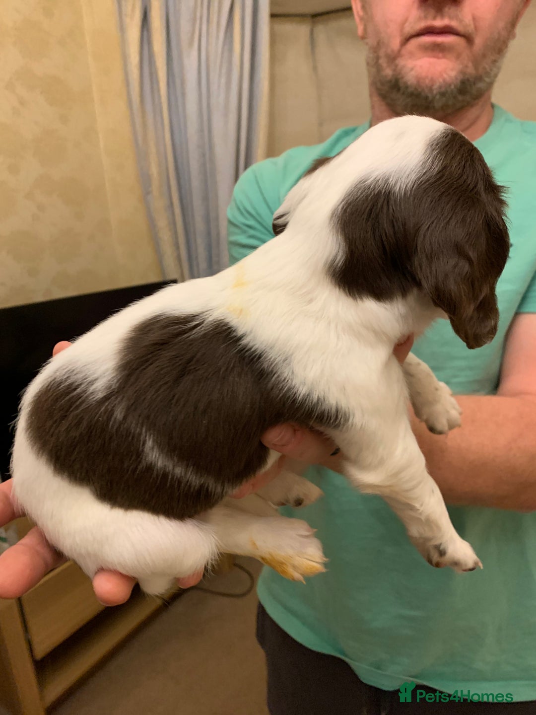 English Springer Spaniel dogs for sale: KC Reg English Springer Spaniel puppies - Image 8