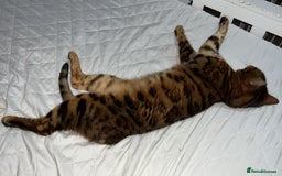 Bengal cats for sale: PURE BENGAL CAT - Image 3