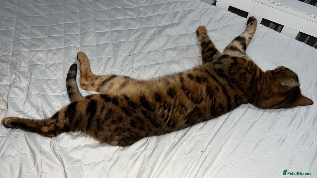 Bengal cats for sale: PURE BENGAL CAT - Image 3