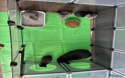 Netherland Dwarf rabbits for sale: Netherlands x lops  - Image 4