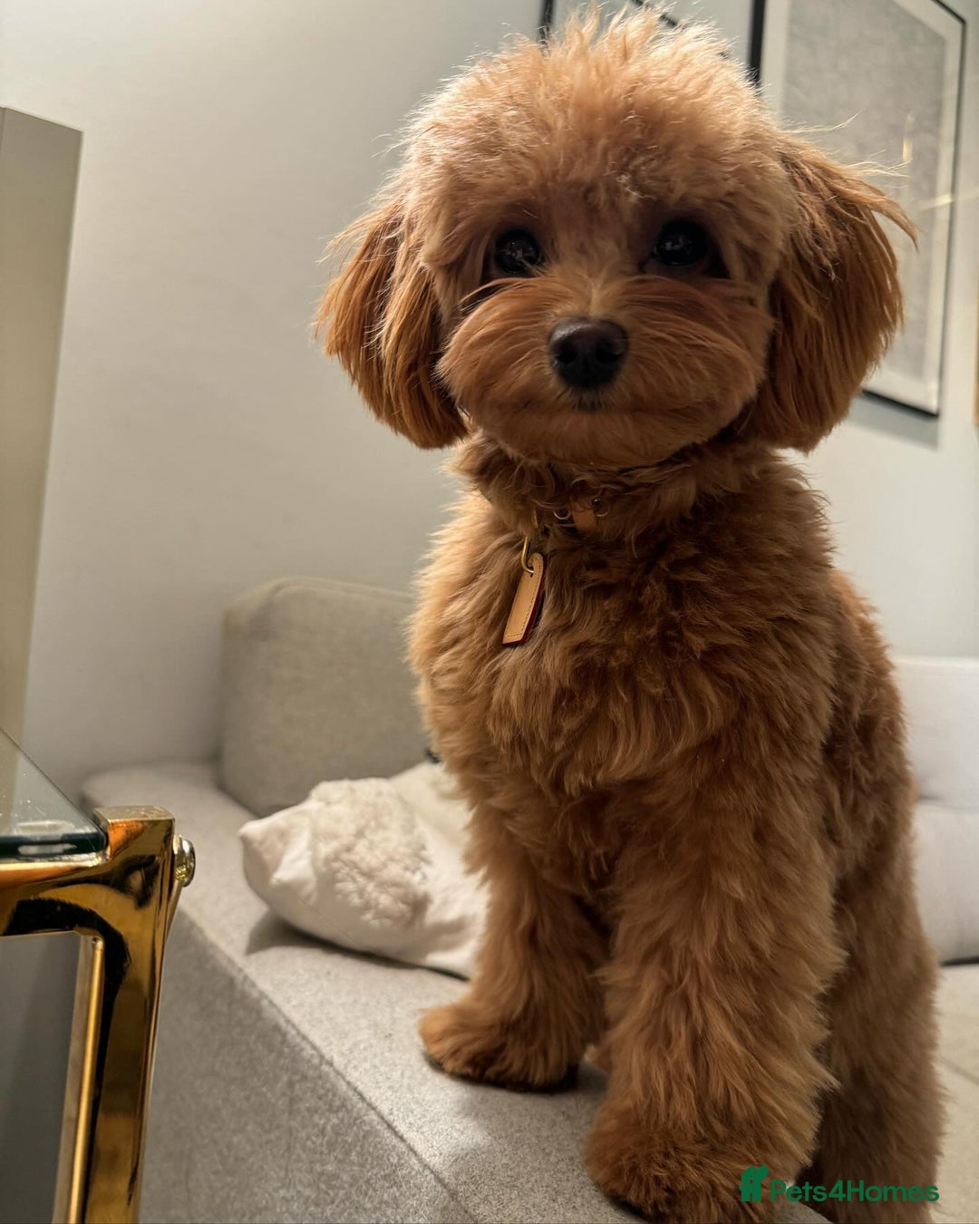 Maltipoo dogs for sale: Maltipoo Puppy for Rehoming - Advert 2