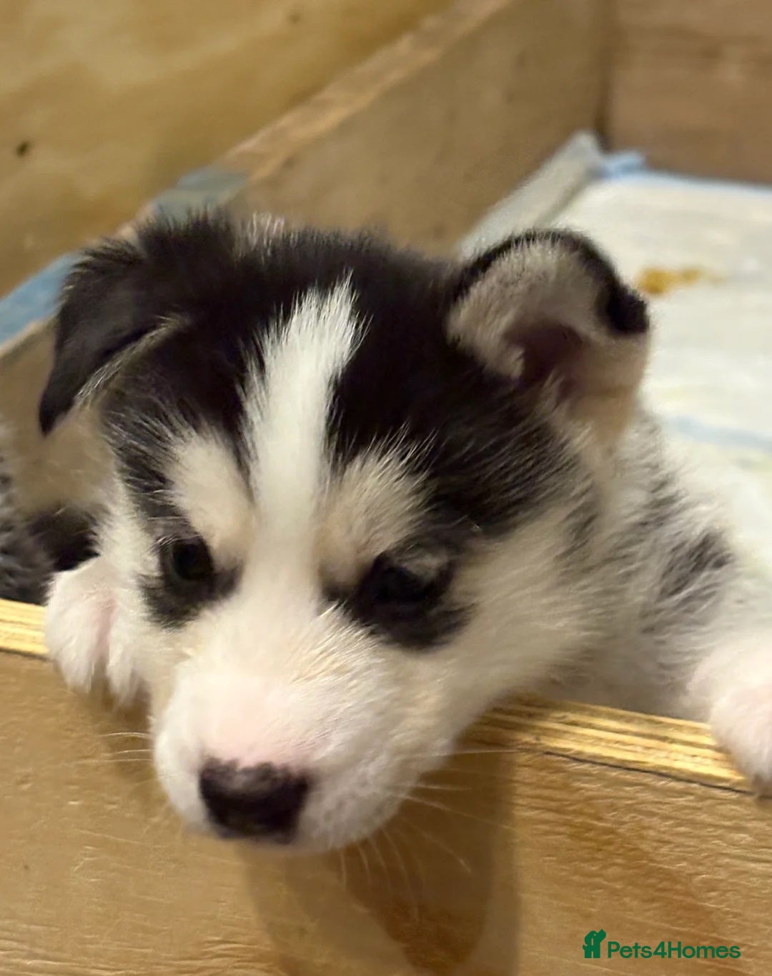 Siberian Husky dogs for sale: Siberian Huskies 2 male 4 female  - Advert 12